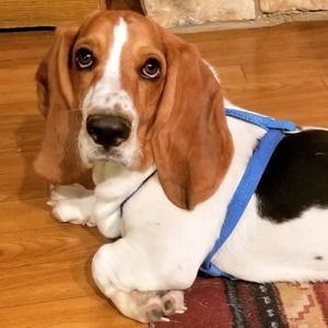 Meet your Posher, Jo anne